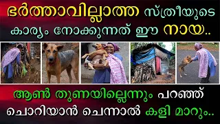 ഭർത്താവില്ലാത്ത സ്ത്രീയുടെ കാര്യം നോക്കുന്നത് ഈ നായ | ആൺ തുണയില്ലെന്നും പറഞ്ഞു ചൊറിയാൻ ചെന്നാൽ