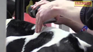How to prepare and clip a calf for the showring