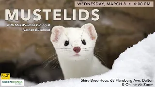 Mustelids with Nate Buckhout –Berkshire Green Drinks