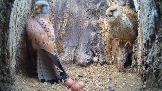 Two Kestrel Pairs: One Calm, One Clashing | Athena & Apollo | Robert E Fuller