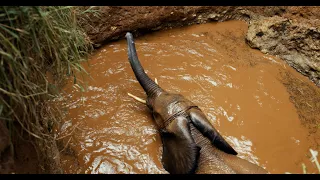 Overnight Rescue of Elephant Trapped in Water Well | Sheldrick Trust