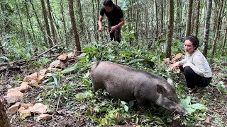 Help The Mother Pig Make A Nest, Harvesting eggplant white Goes to the market sell, Vàng Hoa