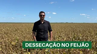 Dessecação no feijão | Lavoura de feijão