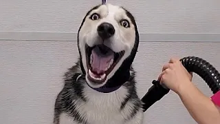 Hilarious dramatic Husky throws a temper tantrum