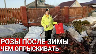 РОЗЫ ПОСЛЕ ЗИМЫ - чем опрыскивать