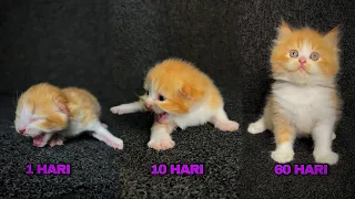 TIMELAPSE ANAK KUCING PERSIA UMUR 1 SAMPAI 60 HARI LUCU GEMOY