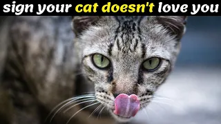 25 Signs Your Cat Doesn't Like You But You Don't know