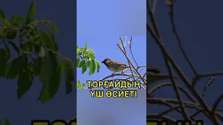 Торғайдың миындай ми жоқ,-деген осы.