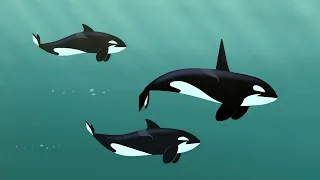 4-21. Братья Кратт - Косатка - любитель акул / Wild Kratts - This Orca Likes Sharks