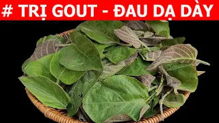 Bài thuốc TRỊ BỆNH GOUT - ĐAU DẠ DÀY  - VIÊM DA - Bệnh GOUT NÊN ĂN GÌ?  GOUT KHÔNG NÊN ĂN GÌ?