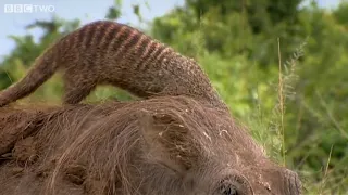 This Warthog took a trip to the Mongoose Spa   Banded Brothers   BBC480P