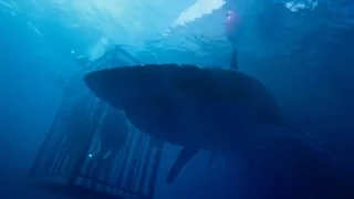 47 Meters Down (Official Trailer #1) HD 2017