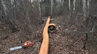 Récolte d'écorce d'hiver pour la fabrication de canot d'écorce de bouleau