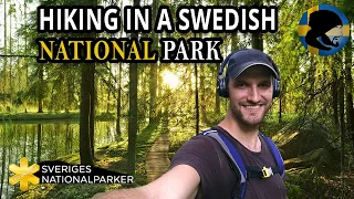 Hiking in an ancient Swedish forest