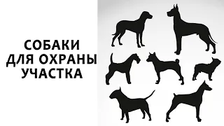 Собака для охраны участка | Охранная собака