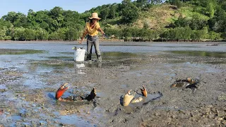 A Lot Of Huge Mud Crabs Catching In Mud Sea after Water Low Tide