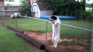 Our Great Pyrenees Mix climbing the fence