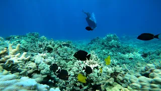 Diving at Ulau Beach Maui, Hawaii by GoPro HERO 8