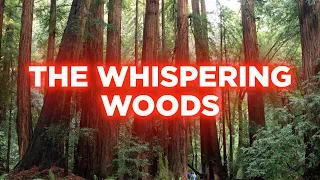 The Whispering Woods | Story | Last Media