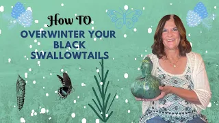 How to Overwinter Black Swallowtails