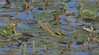 Frogs defend themselves against snakes / Frösche verteidigen sich gegen Schlangen