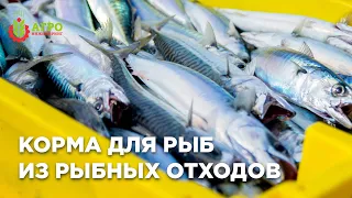 Производство кормов для рыбы из рыбных отходов