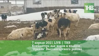 Концлагерь для коров в колхозе "Правда" Высокогорского района 07/04/21 LIVE | ТНВ