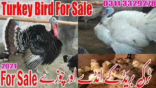 Turkey Bird Egg and Chicks For Sale 2021Turkey Bird Farming at Home Low Investment and Limited Space