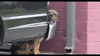 Rescue Dog ● Homeless German Shepherd cries like a human [Animal Rescue - Hope For Paws]