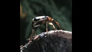 bombardier beetles shoot their foe with a jet of boiling hot acid,