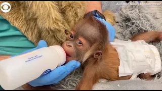 Baby Sumatran orangutan being cared for by staff at zoo in New Orleans