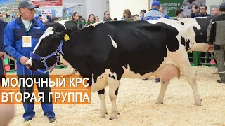 Молочный скот черно-пестрой породы. Выставка Золотая Осень-2019.