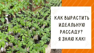 КАК ДОЛЖНА ВЫГЛЯДЕТЬ ИДЕАЛЬНАЯ РАССАДА! РАЗБИРАЕМ ОШИБКИ!