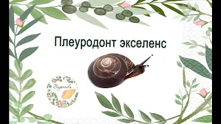 Плеуродонт экселенс (pleurodonte excellens) особенности содержания