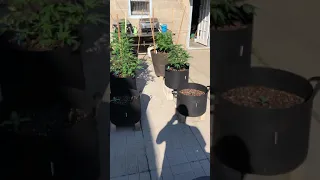 My little outdoor garden 2019 T.O Ontario