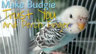 How to Make a Budgie TRUST You and Perch Your Finger