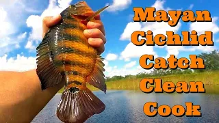 Mayan Cichlid CATCH CLEAN COOK!! INVASIVE SPECIES Fishing in the Florida Everglades!!