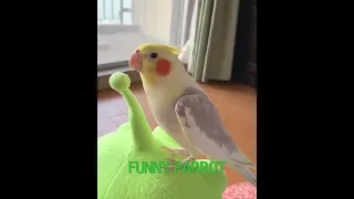 Funny Parrots||Parrot Talking-Smart And Funny Parrots Video|Pets Town #shorts#viral#animals#parrot