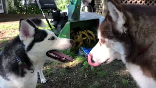 HUSKY en celo🐕 Quiere cachorros 🐶 / Pobre Kazu 🐶