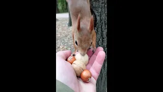 Какой орех выберет белка. Не тот, о котором вы подумали / Which nut will the squirrel choose.