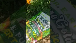 Fertilizing the summer garden w/ Dr. Earth's pure gold fertilizer