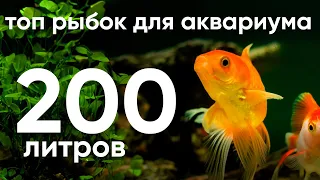 Топ рыбок для аквариума 200 литров