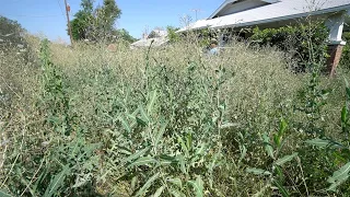 SICK Parents forced this HOME OWNER to leave his PROPERTY causing the yard to a  MASSIVE OVERGROWN