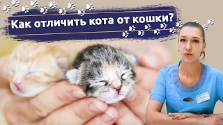 Как отличить кошку от кота: Учимся определять пол новорожденных котят
