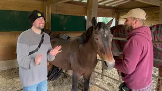 "Horse Sense: Introducing our Friend to the Wonderful World of Equines!" @lifeofryan.