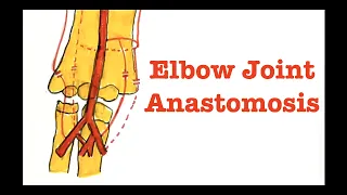 Anatomy  | Elbow Joint Anastomosis explained in detail | Upper Limb