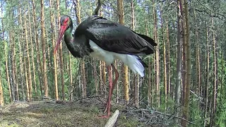 Must-toonekurg~Male Black Stork visits Karl II's nest~12:40 pm 2024/05/02