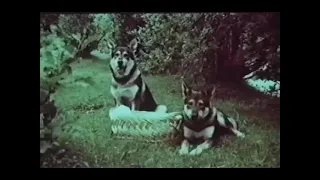 Бессловесные друзья (Румыния,Канада,1969г )Советская прокатная копия