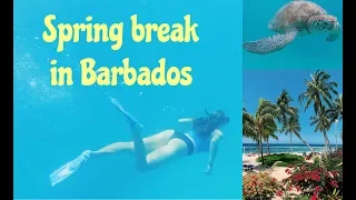 Spring Break in Barbados!