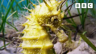 7 minutes of marine relaxation 🌊🦭| Wild Isles - BBC